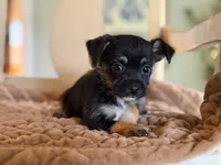 Duke , a female Chihuahua and Yorkshire Terrier for sale in Converse, IN – 3 of 3