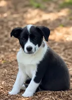 Lainey , a female Border Collie and Cocker Spaniel for sale in Converse, IN – 1 of 1