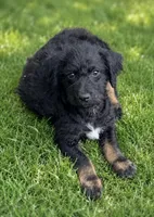 Riley , a male Shihpoo for sale in Converse, IN – 2 of 2