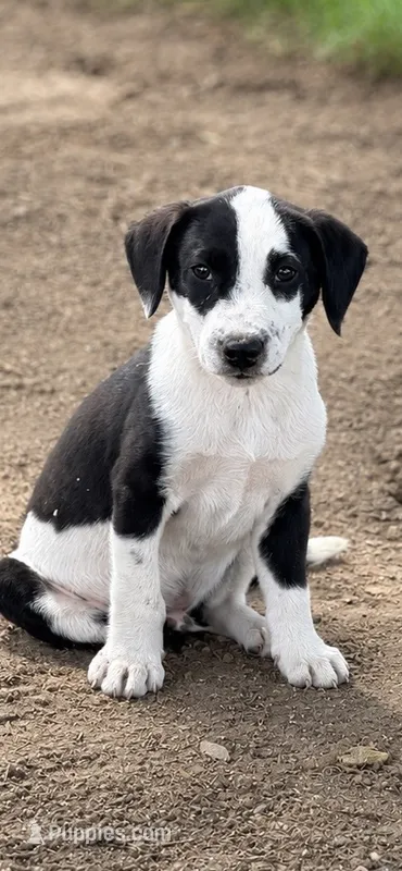 Rosco – Bernese Mountain Dog, Labrador Retriever puppy for sale in Converse, IN