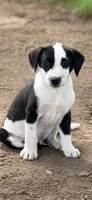 Rosco, a male Bernese Mountain Dog and Labrador Retriever for sale in Converse, IN – 1 of 1