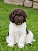 Mick, a female Cavapoo and Miniature Aussiedoodle for sale in Converse, IN – 1 of 1
