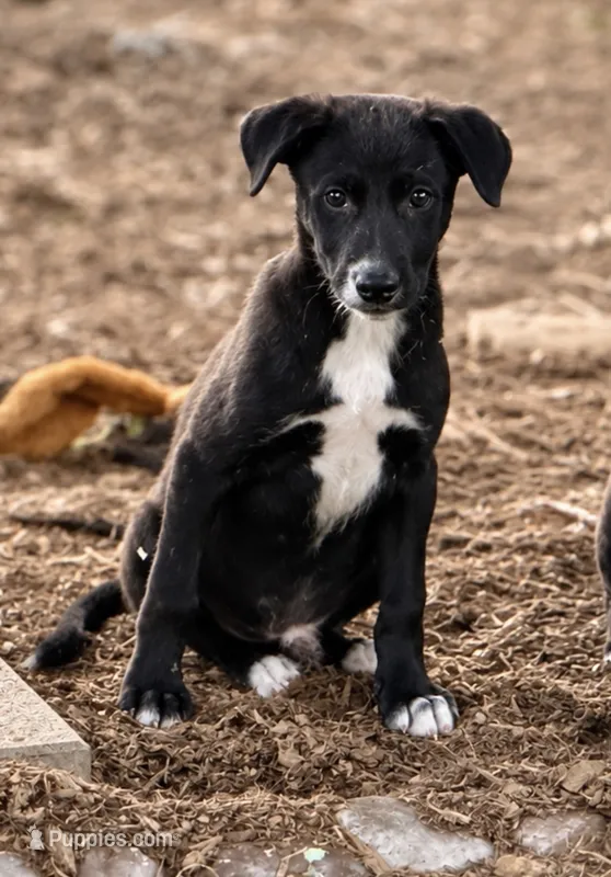 Nick  – Labrador Retriever, Miniature Australian Shepherd puppy for sale in Converse, IN