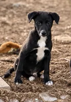 Nick , a male Labrador Retriever and Miniature Australian Shepherd for sale in Converse, IN – 1 of 1