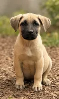 Apollo, a male Labrador Retriever and English Mastiff for sale in Converse, IN – 1 of 1