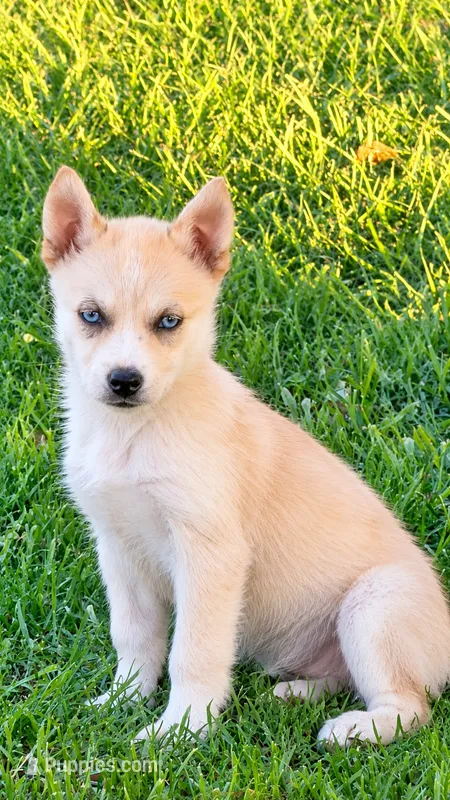 Pomsky 2 – Pomsky puppy for sale in Converse, IN