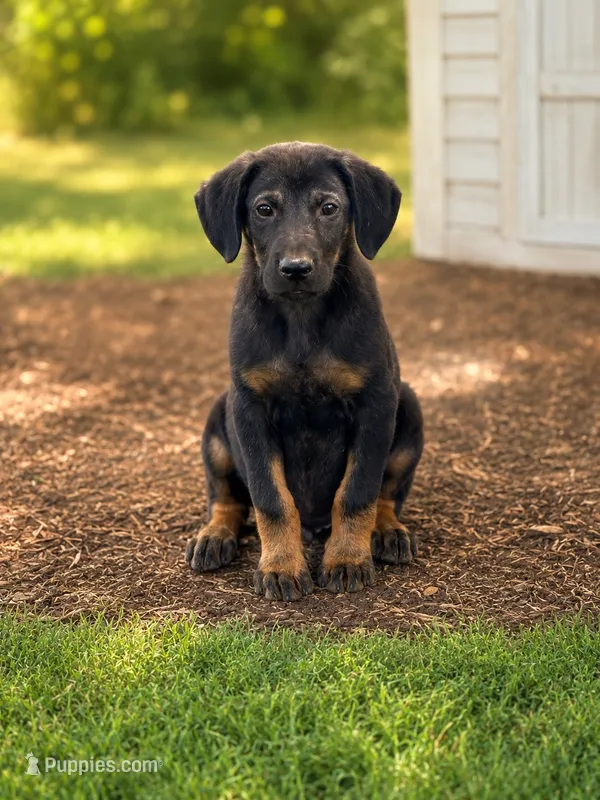 Dodger – Doberman Pinscher, Labrador Retriever puppy for sale in Converse, IN