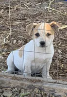 Polly , a male Jack Russell Terrier and Australian Cattle Dog for sale in Converse, IN – 1 of 1