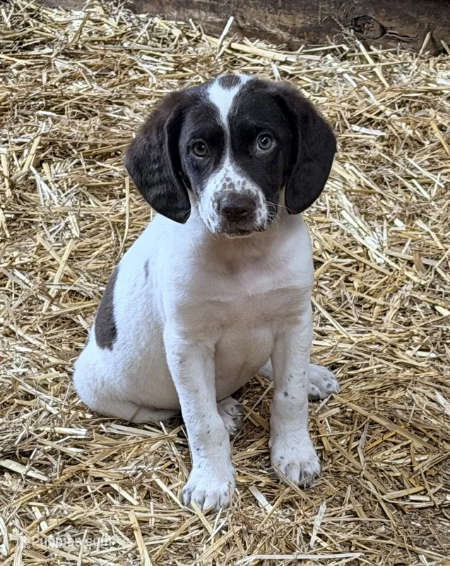 Sassy  – Aussiedoodle, Cavapoo puppy for sale in Converse, IN