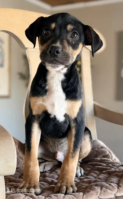 Reese, a male Labrador Retriever and Beaglier for sale in Converse, IN – Photo 1 of 1