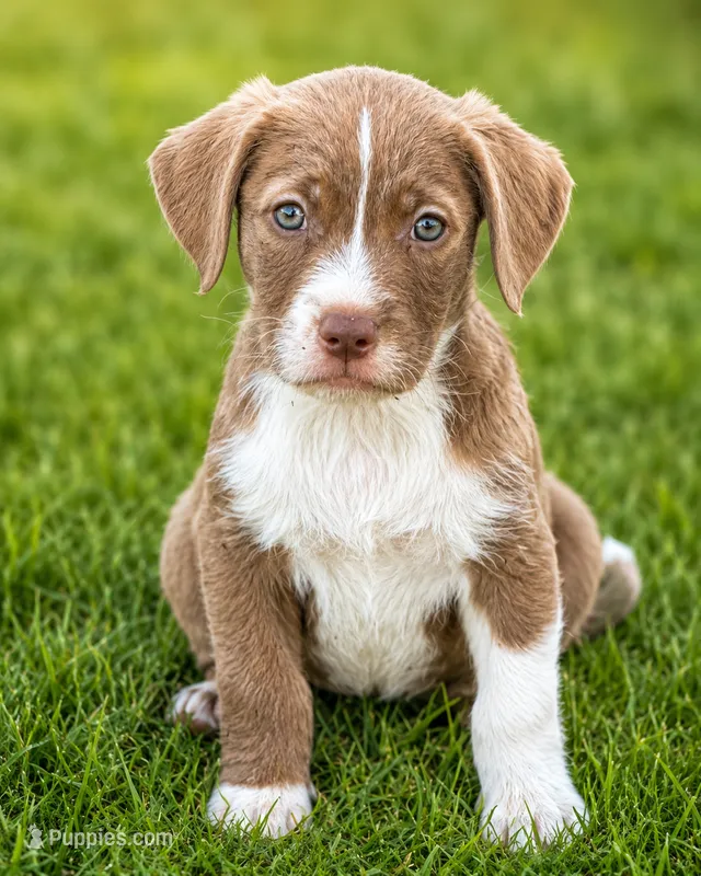 Rusty – Dachshund, Irish Wolfadoodle puppy for sale in Converse, IN