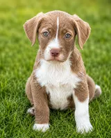 Rusty, a female Dachshund and Irish Wolfadoodle for sale in Converse, IN – 1 of 1