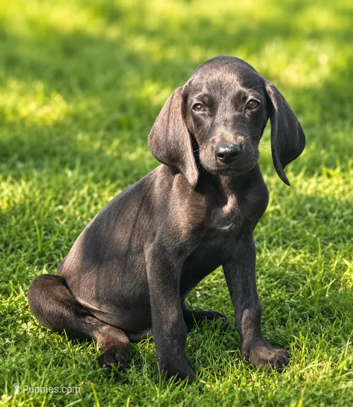 Jethro – Beagle, Bloodhound puppy for sale in Converse, IN