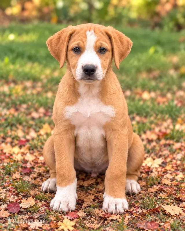 Daphne – American Leopard Hound, Golden Retriever puppy for sale in Converse, IN