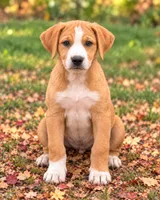 Daphne, a female American Leopard Hound and Golden Retriever for sale in Converse, IN – 1 of 1