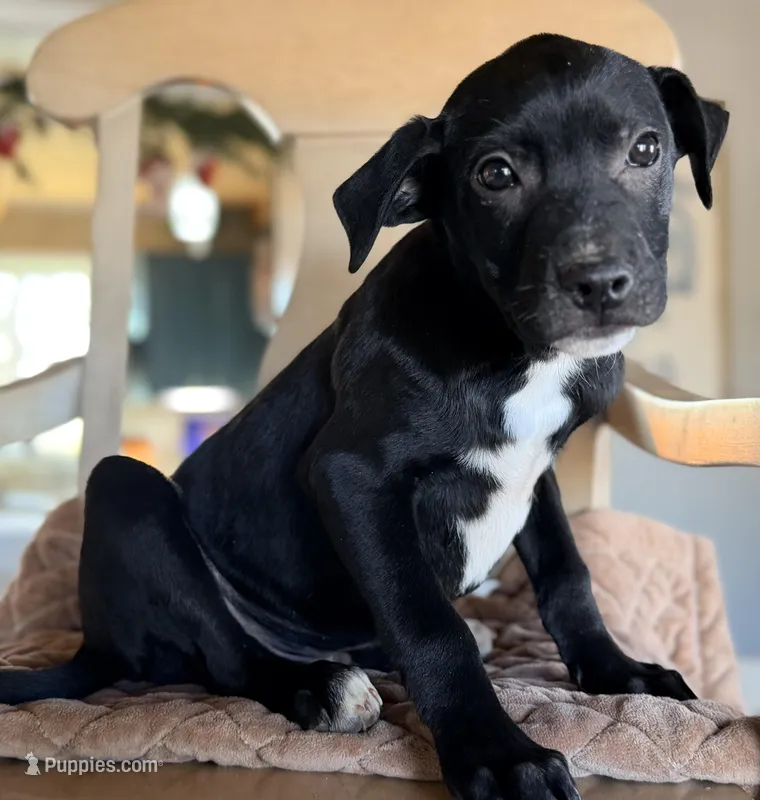 Liquourice , a female Labrador Retriever and Beaglier for sale in Converse, IN – Photo 1 of 1