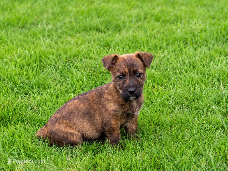 Sushi – Cairn Terrier, Chiweenie puppy for sale in Converse, IN