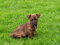 Sushi, a male Cairn Terrier and Chiweenie for sale in Converse, IN – 1 of 1