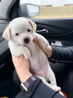 Stella, a female Chihuahua and Miniature Dachshund for sale in Converse, IN – Photo 1 of 2
