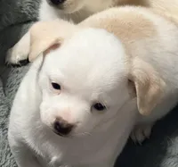 Stella, a female Chihuahua and Miniature Dachshund for sale in Converse, IN – Photo 2 of 2