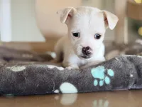 Roxy , a female Jack Russell Terrier and Chihuahua for sale in Converse, IN – Photo 2 of 2