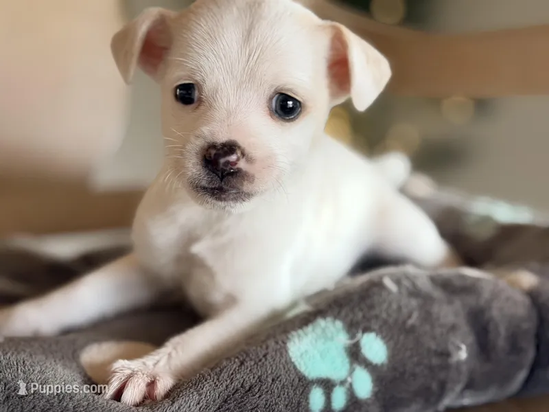 Roxy  – Jack Russell Terrier, Chihuahua puppy for sale in Converse, IN