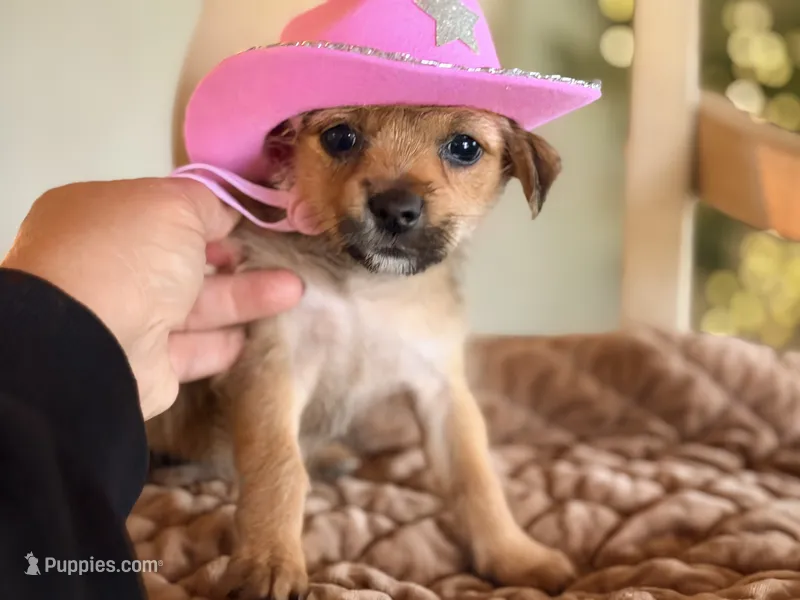 Dolly  – Chihuahua, Yorkshire Terrier puppy for sale in Converse, IN