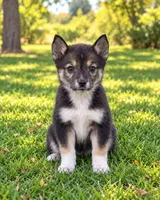 Chip, a male Australian Cattle Dog and Miniature Australian Shepherd for sale in Converse, IN – 1 of 1