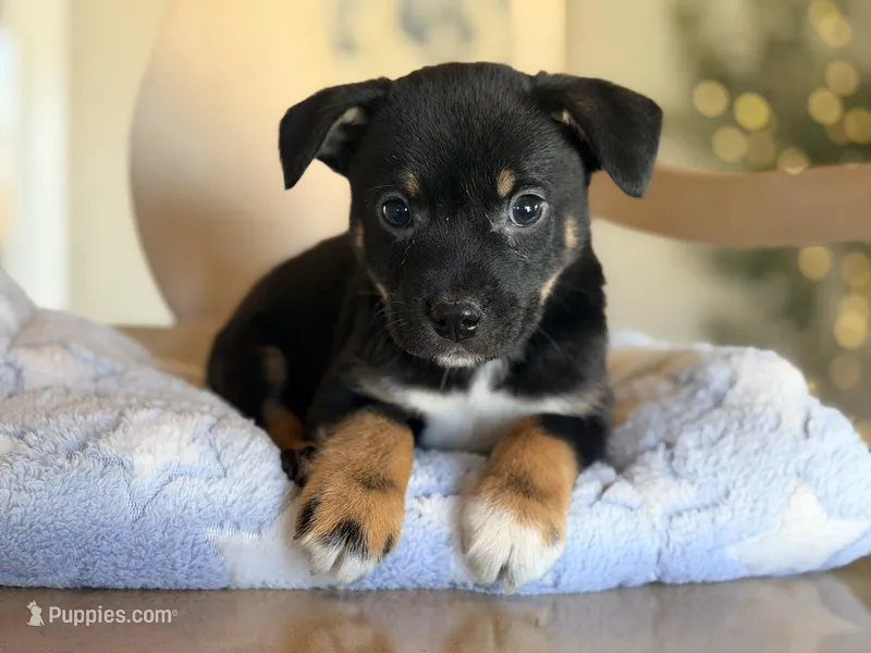 Sammy  – Puggle, Chihuahua puppy for sale in Converse, IN