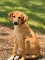 Dusty, a male Labrador Retriever and Mountain Cur for sale in Converse, IN – 1 of 1