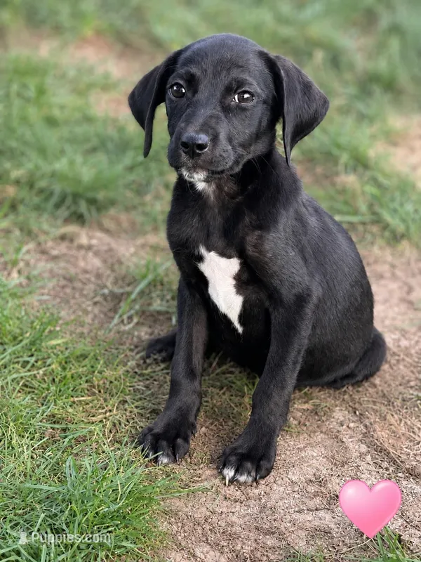 Dory – Beagle, Cocker Spaniel puppy for sale in Converse, IN