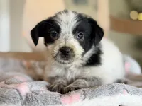 Trixie , a female Australian Cattle Dog and Poodle - Miniature  for sale in Converse, IN – Photo 2 of 2