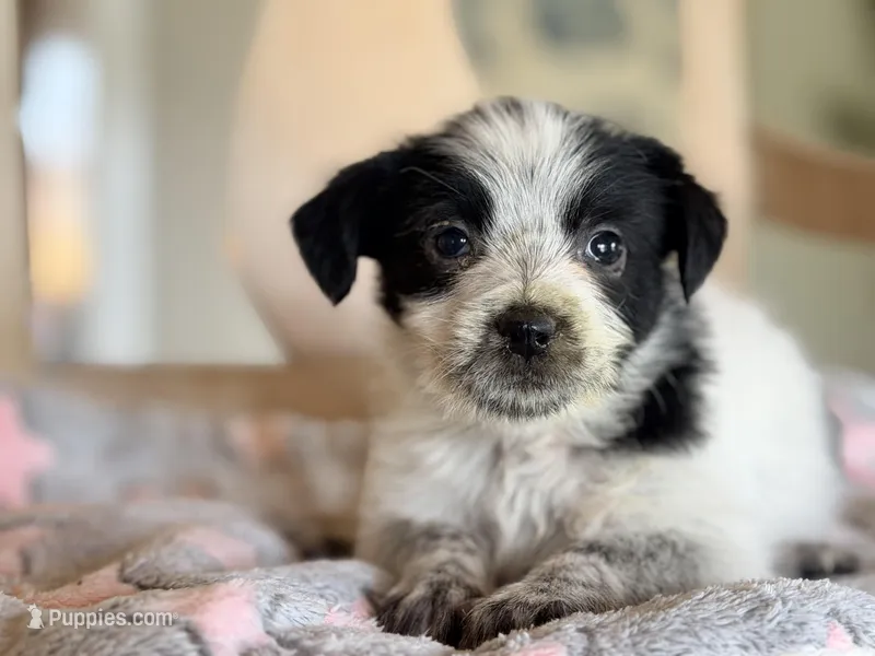 Trixie  – Australian Cattle Dog, Poodle - Miniature  puppy for sale in Converse, IN