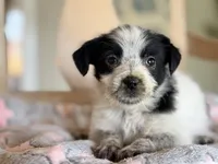 Trixie , a female Australian Cattle Dog and Poodle - Miniature  for sale in Converse, IN – Photo 1 of 2