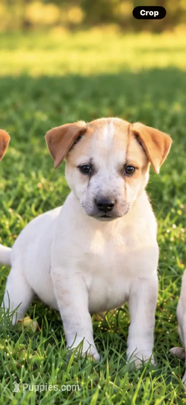 Molly  – Jack Russell Terrier, Australian Cattle Dog puppy for sale in Converse, IN