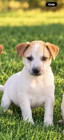 Molly , a female Jack Russell Terrier and Australian Cattle Dog for sale in Converse, IN – 1 of 1