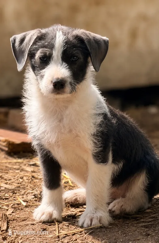 Rosey  – Miniature Dachshund, Irish Wolfadoodle puppy for sale in Converse, IN