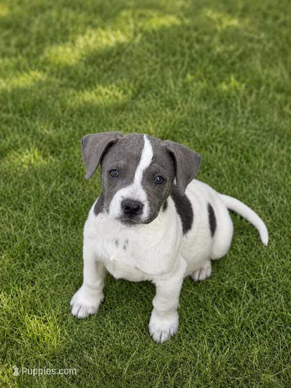 Lolli  – Australian Shepherd, Labrador Retriever puppy for sale in Converse, IN