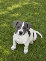 Lolli , a male Australian Shepherd and Labrador Retriever for sale in Converse, IN – 1 of 1