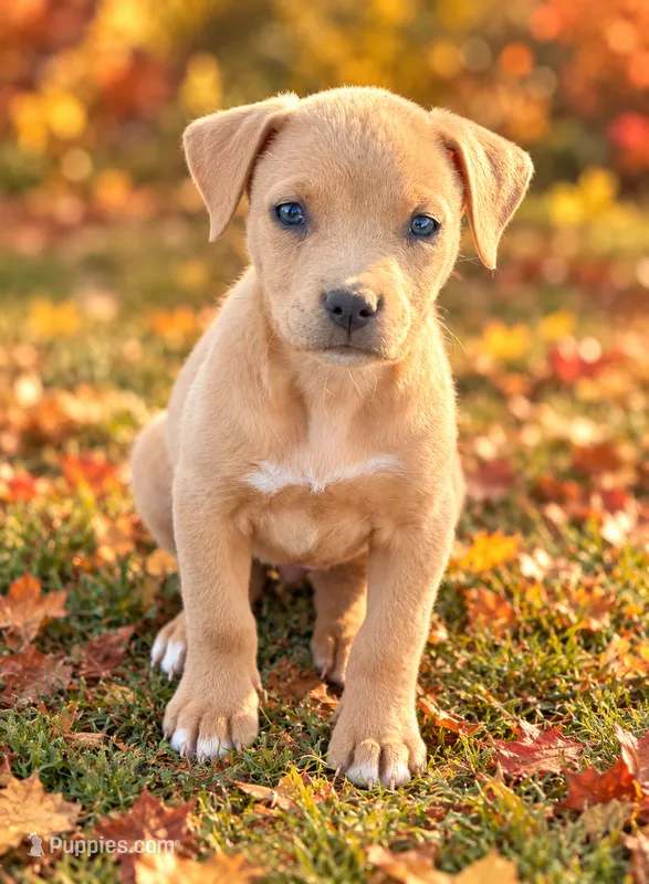 Lucy – Miniature Dachshund, Beaglier puppy for sale in Converse, IN