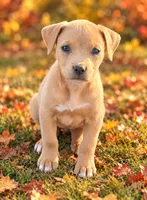 Lucy, a female Miniature Dachshund and Beaglier for sale in Converse, IN – 1 of 1