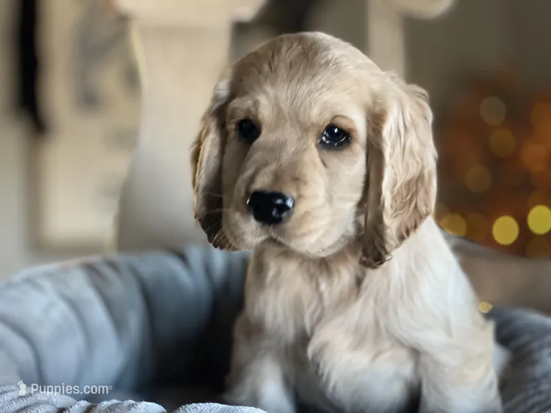 Copper, a male Cocker Spaniel for sale in Converse, IN – Photo 1 of 2