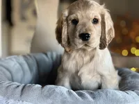 Copper, a male Cocker Spaniel for sale in Converse, IN – Photo 2 of 2