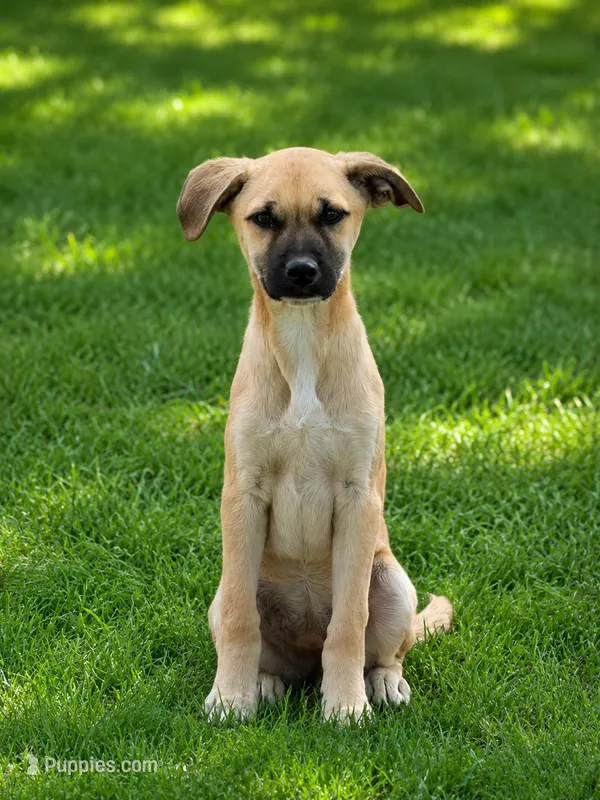 Annie  – Anatolian Shepherd Dog, Labrador Retriever puppy for sale in Converse, IN