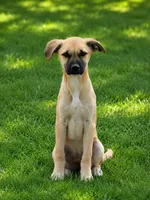 Annie , a female Anatolian Shepherd Dog and Labrador Retriever for sale in Converse, IN – 1 of 1
