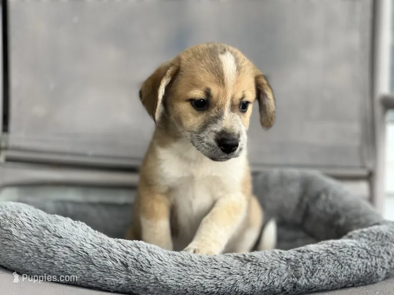 Alice, a female Shetland Sheepdog for sale in Converse, IN – Photo 1 of 2