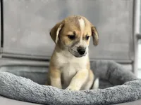 Alice, a female Shetland Sheepdog for sale in Converse, IN – Photo 1 of 2