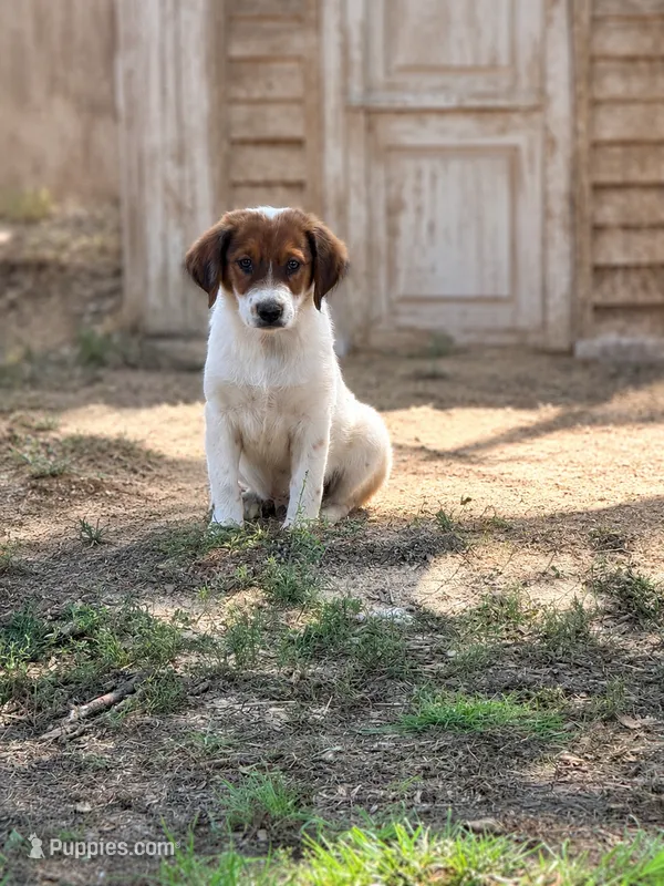 Sander  – Australian Shepherd, Labrador Retriever puppy for sale in Converse, IN