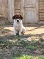 Sander , a female Australian Shepherd and Labrador Retriever for sale in Converse, IN – 1 of 1