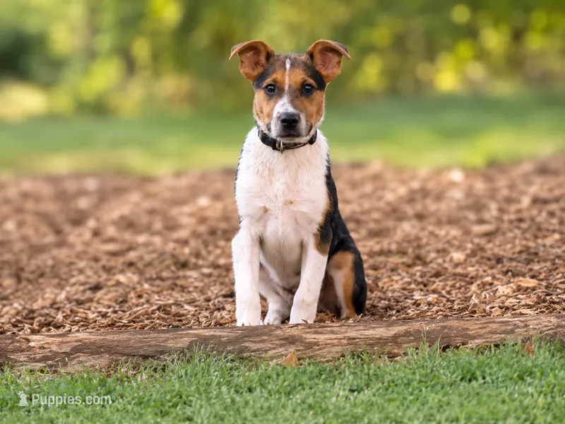 Cooper  – Rat Terrier, Pembroke Welsh Corgi puppy for sale in Converse, IN